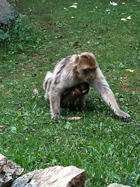 Image illustrative de l’article Forêt des singes de Rocamadour