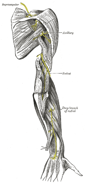 Nervus medianus