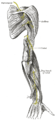 Els nervis suprascapular, axil·lar i radial.