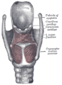 Muscles du larynx. Vue postérieure.