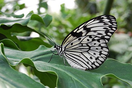 Idea leuconoe (Paper Kite)