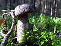 Leccinum variicolor