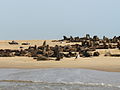 Cape fur seals hauling site