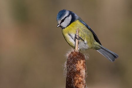 Baştankaragiller (Paridae) familyasından bir kuş türü olan mavi baştankara (Parus caeruleus); Tarn, Fransa. (Üreten:Pierre Dalous)