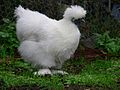 Poule blanche