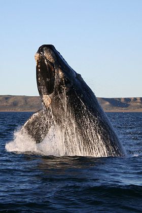 Baleia-franca-austral na Península Valdés, Argentina