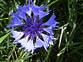 cornflower