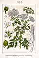 Conium maculatum, Табла 38 из Deutschlands Flora in Abbildungen (1796) -{R|http://www.biolib.de}-