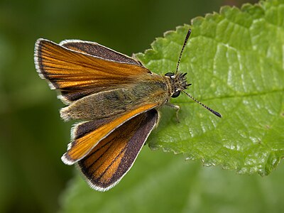 Ochlodes sylvanus (Large Skipper)