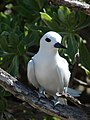 Midway Atoll, Hawaii