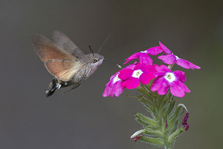 Macroglossum stellatarum (Hummingbird Hawk-moth)