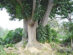 Ombú (Phytolacca dioica)