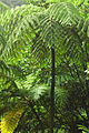 Baumfarne (Cyatheales)