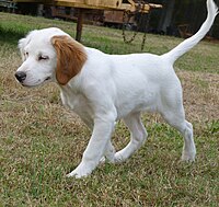 Anak anjing dengan warna-warna yang tidak sepenuhnya berkembang