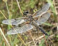 Four-spotted Chaser (Libellula quadrimaculata) Vierfleck