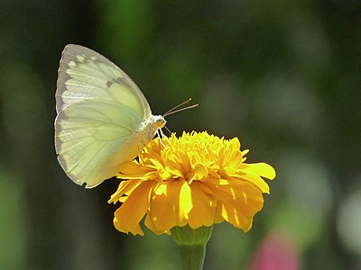 ♀ Catopsilia pomona (Common Emigrant)