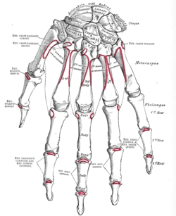 Handens skelett.