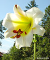 Lilium sulphureum