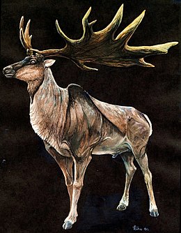 Óriásszarvas (Megaloceros giganteus)