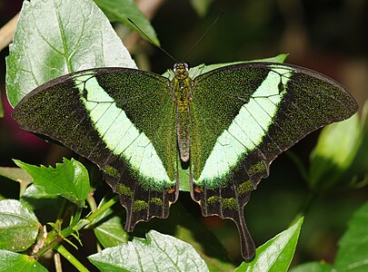 Papilio palinurus (Emerald Swallowtail)