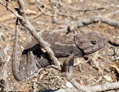 Chamaeleo chamaeleon (Common Chameleon)