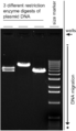 DNA Ladder