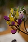 Lupinus stiversii .