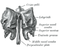 Visión anterior (Coronal)