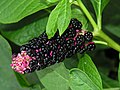 Phytolacca americana Category:Phytolaccaceae