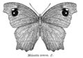 Subspecies ismene, male