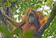 Esemplare femmina di orango di Sumatra (Pongo abelii).