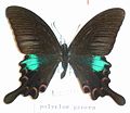 Papilio polyctor