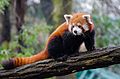 red panda