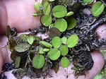 A handful of tiny leaves