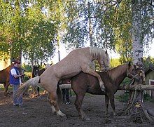 color photo of a horse on a farm