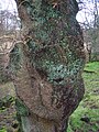 Quercus robur bark with a large burl and lichen.