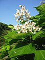 Inflorescence de C. speciosa.