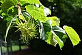 Ağaç fındığı (Corylus colurna)