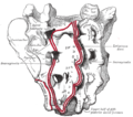 Sacrum, dorsal surface.