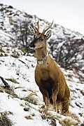 Huemul Reserva Cerro Castillo 1.jpg