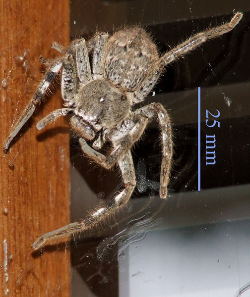 File:Lycosida on window.jpg