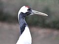 * Nomination Red-crowned Crane in the Cologne Zoo -- Achim Raschka 07:02, 22 March 2013 (UTC) * Decline Good sharpness but white areas far too bright / overexposed --Poco a poco 19:28, 22 March 2013 (UTC)