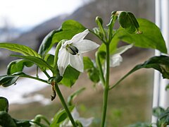 fleur