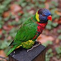 Rainbow lorikeet