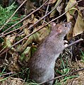 Rattus norvegicus, Rata comuna