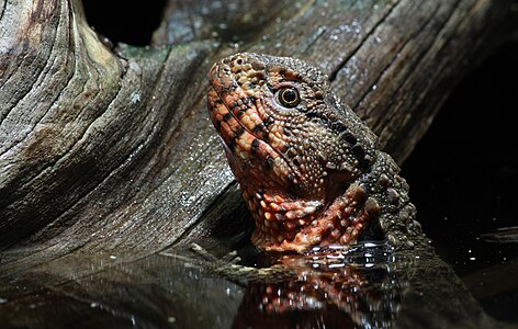 Shinisaurus crocodilurus (Chinese Crocodile Lizard)