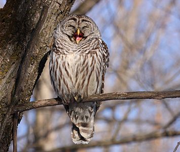 Strix varia (Barred Owl)