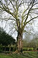 Plane trees without leaf.