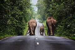 次席: 野生のゾウが車道を進む (カオヤイ国立公園) – 帰属: Khunkay (CC BY-SA 3.0)