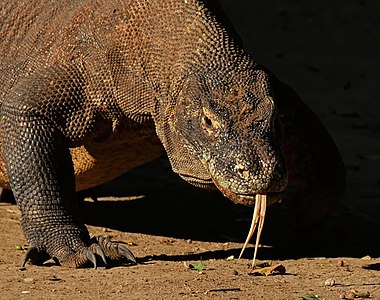 Varanus komodoensis (Komodo Dragon)